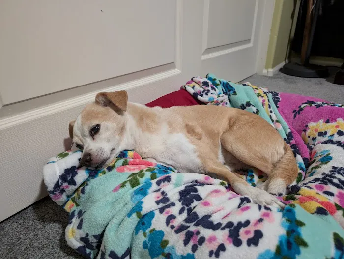 VCA Animal Hospitals Urgent Care - Chandler Picture 7