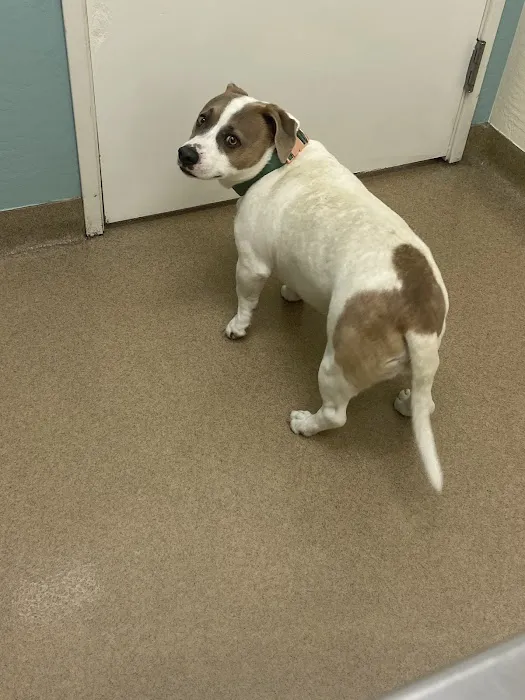Crossroads Veterinary Hospital Picture 1