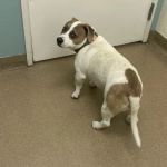 Crossroads Veterinary Hospital