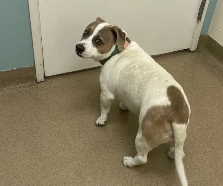 Crossroads Veterinary Hospital