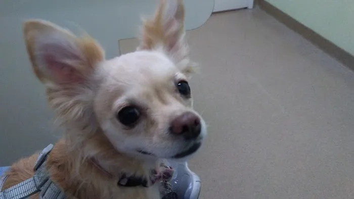 Crossroads Veterinary Hospital Picture 9