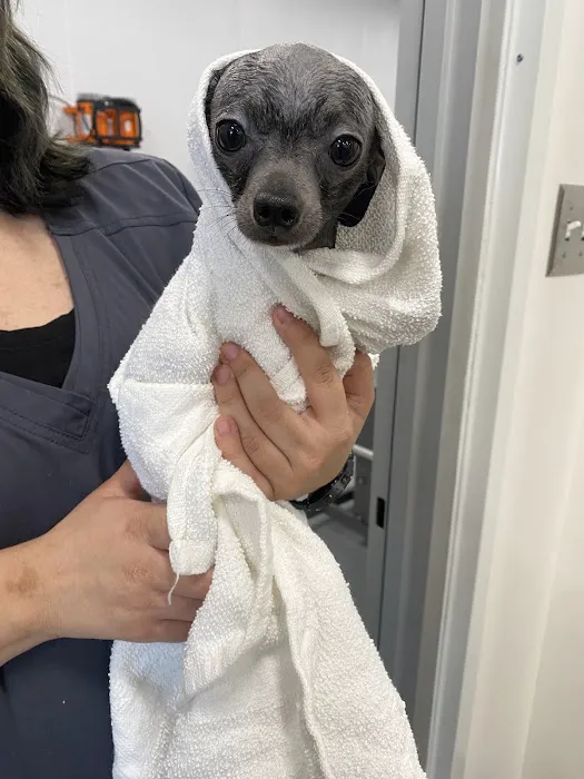 Walmart Pet Services Picture 4