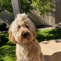 Brown Road Animal Clinic ico
