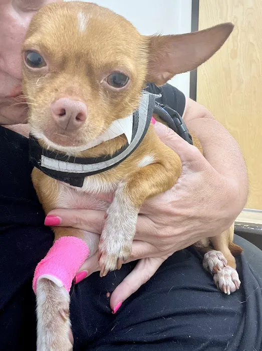 Curem Veterinary Care Picture 2