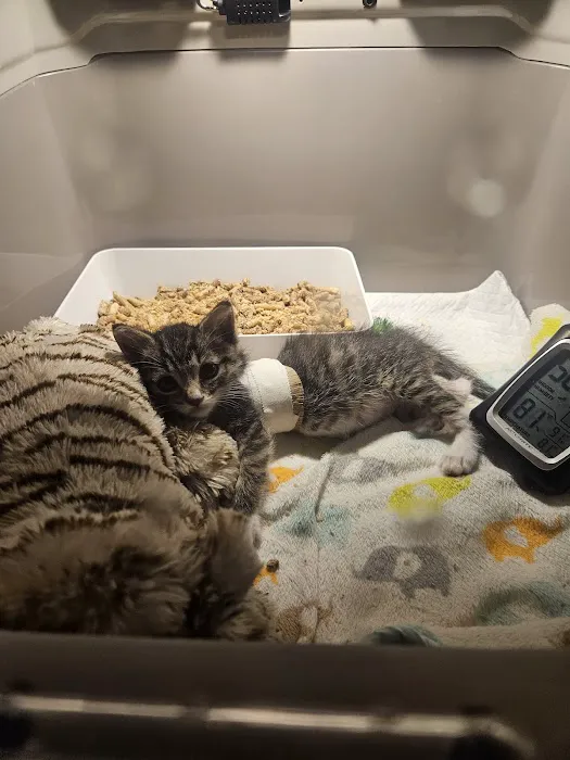 Curem Veterinary Care Picture 4