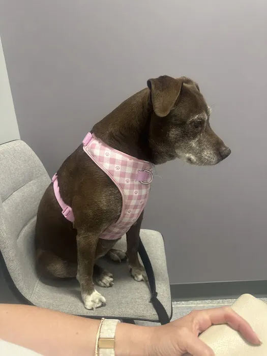 Curem Veterinary Care Picture 3