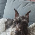 PetSmart Veterinary Services - Gilbert