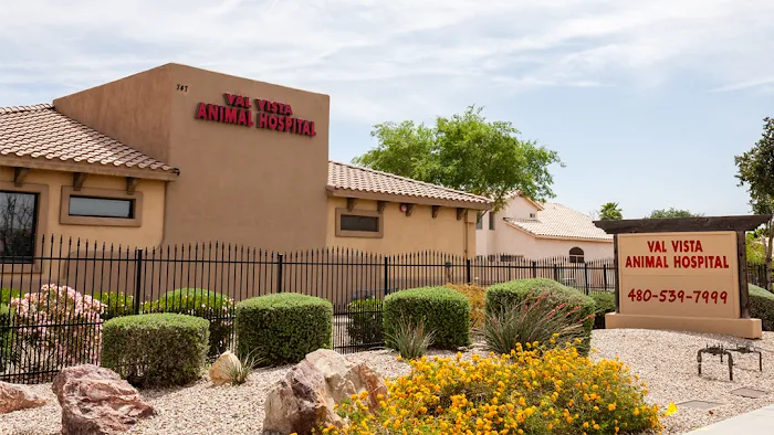 Val Vista Animal Hospital Picture 1