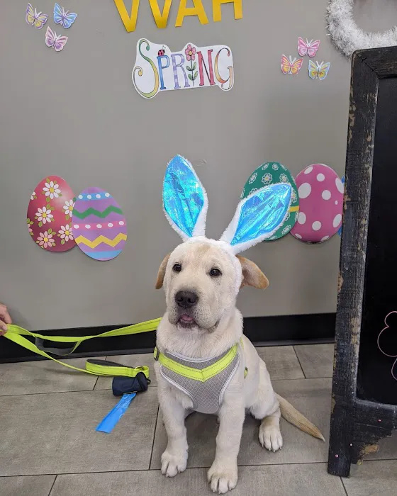 Val Vista Animal Hospital Picture 9