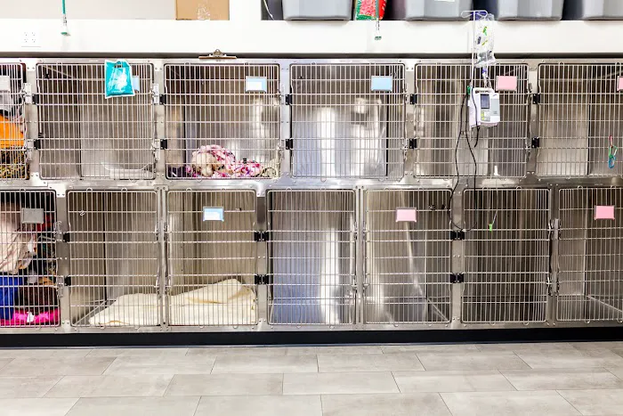 Val Vista Animal Hospital Picture 7