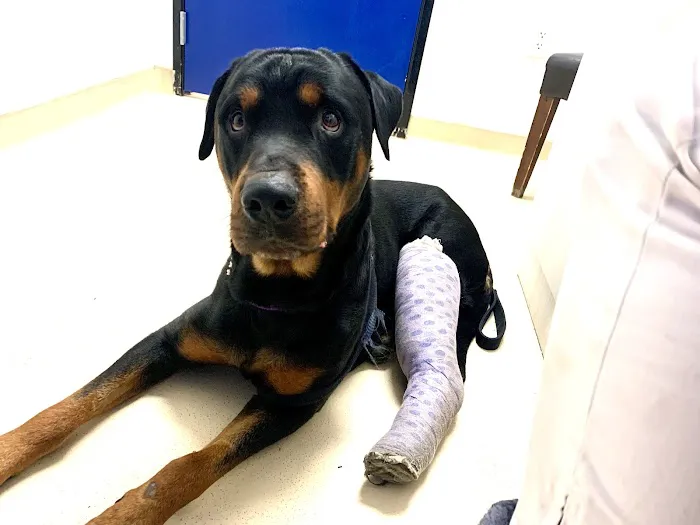 Dr Carr's Pet Repair Picture 10
