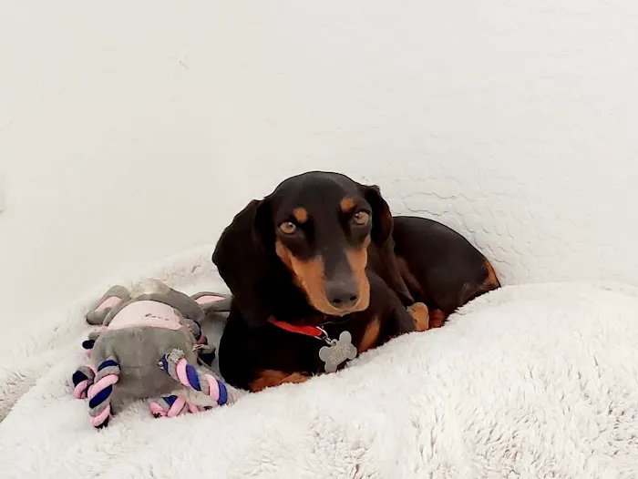 Dr Carr's Pet Repair Picture 8
