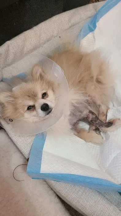 Hillside Animal Hospital Picture 7