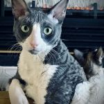 McDowell Mountain Animal Hospital