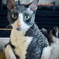 McDowell Mountain Animal Hospital ico