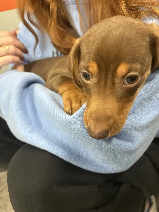 Petland Scottsdale Picture 3