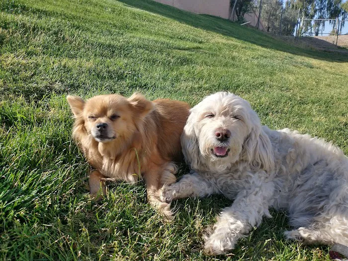 North Scottsdale Animal Hospital Picture 5
