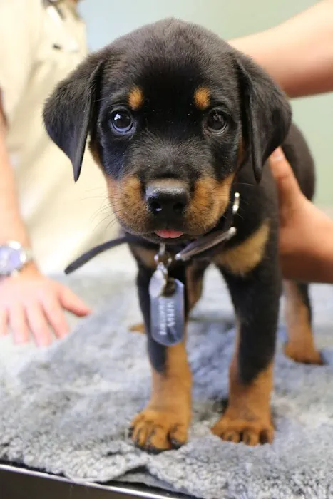 Raintree Pet Resort and Medical Center Picture 10