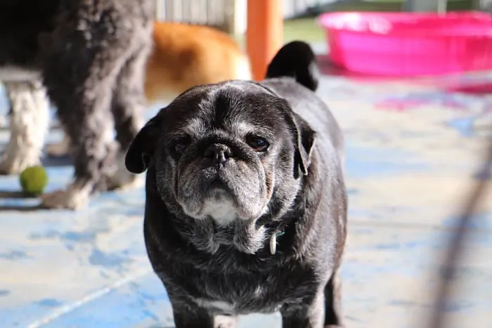 Raintree Pet Resort and Medical Center Picture 8