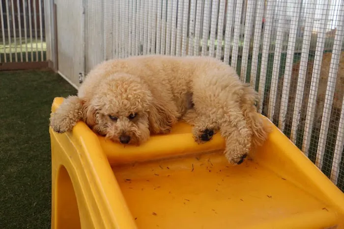 Raintree Pet Resort and Medical Center Picture 6