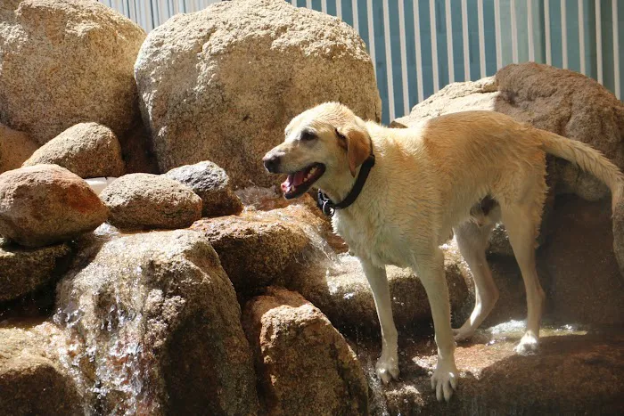 Raintree Pet Resort and Medical Center Picture 1