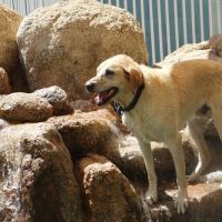 Raintree Pet Resort and Medical Center ico