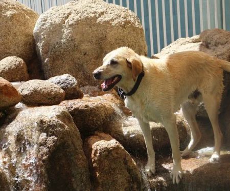 Raintree Pet Resort and Medical Center