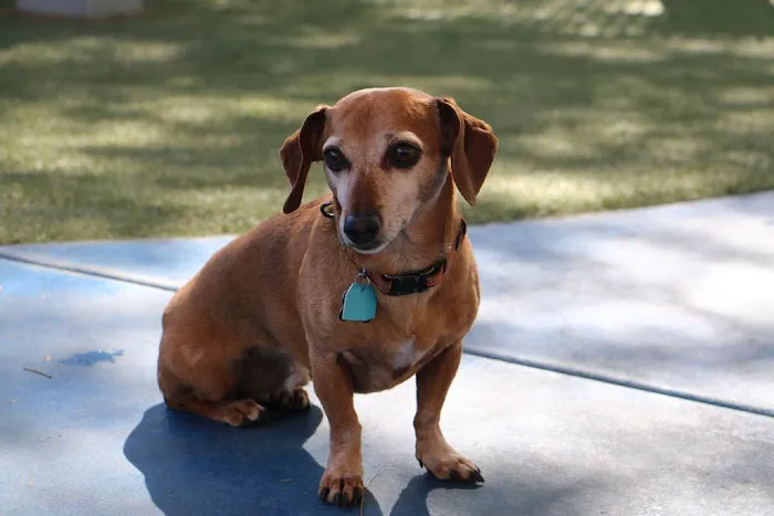 Raintree Pet Resort and Medical Center Picture 2