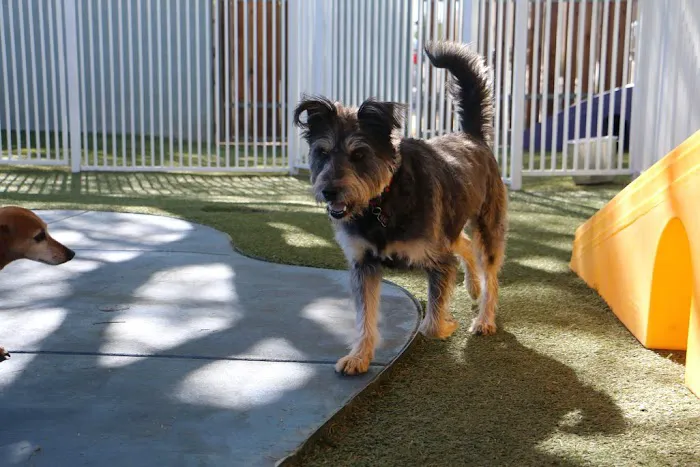 Raintree Pet Resort and Medical Center Picture 4