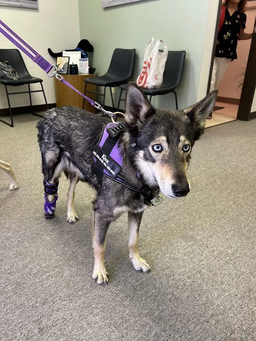 Pet Ortho Braces Picture 2