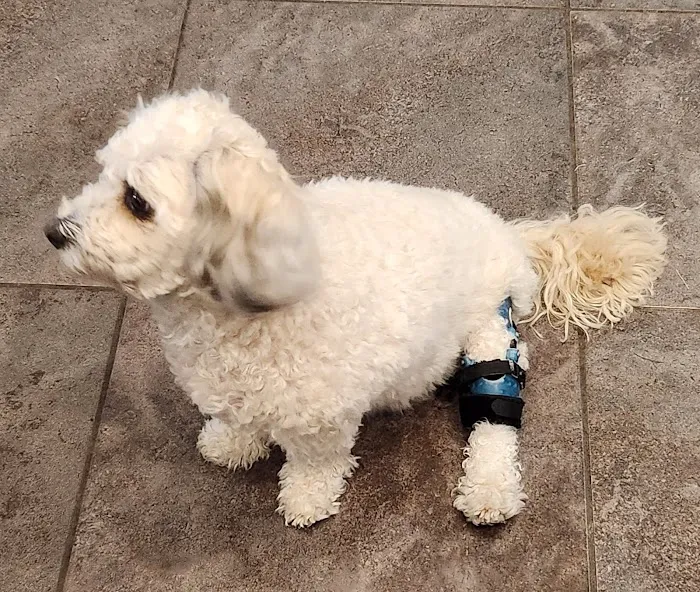 Pet Ortho Braces Picture 6