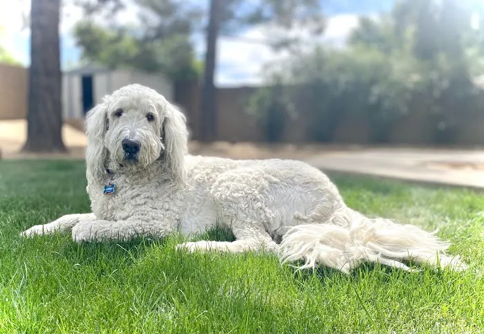 Thrive Pet Healthcare Specialists North Scottsdale Picture 2
