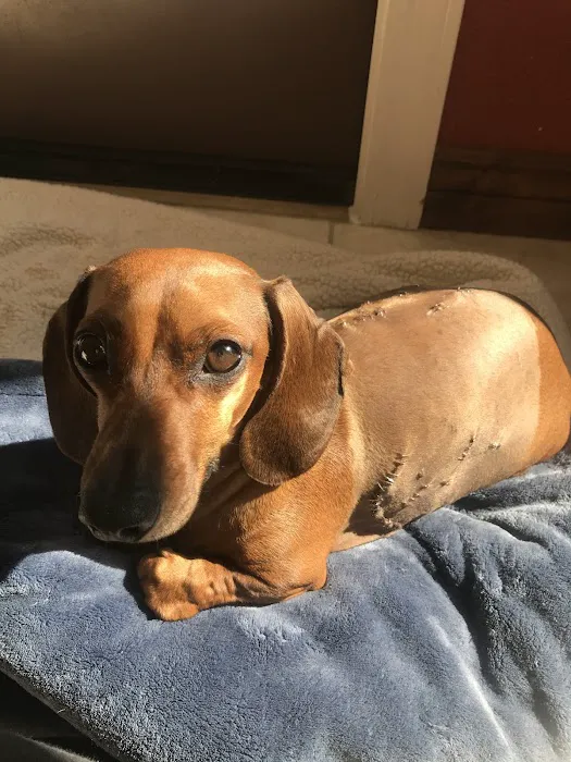 Thrive Pet Healthcare Specialists North Scottsdale Picture 7