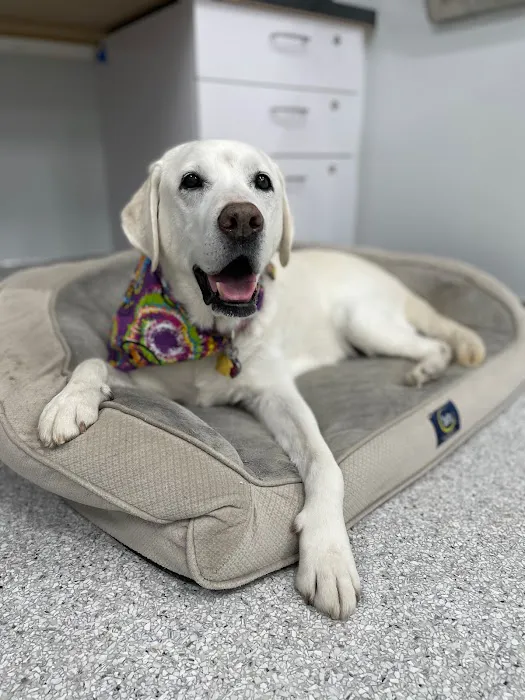 Scottsdale Animal Healthcare Picture 6