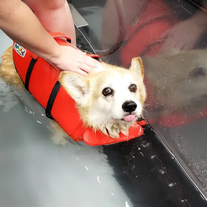 Canine Wellness Center Picture 2