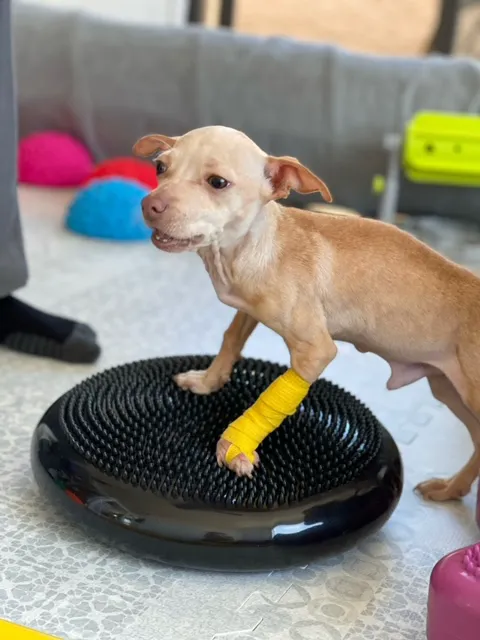 Canine Wellness Center Picture 1