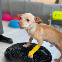 Canine Wellness Center ico