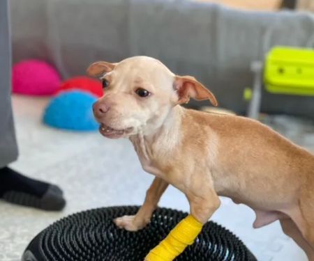 Canine Wellness Center