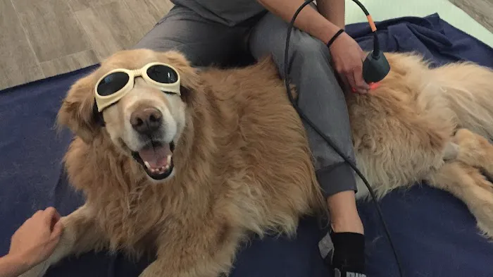 Canine Wellness Center Picture 4