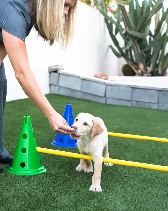 Canine Wellness Center Picture 8