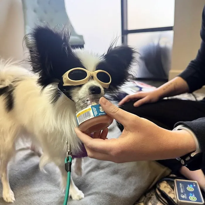 Canine Wellness Center Picture 3
