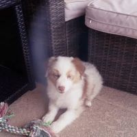 Animal Hospital at Grayhawk ico