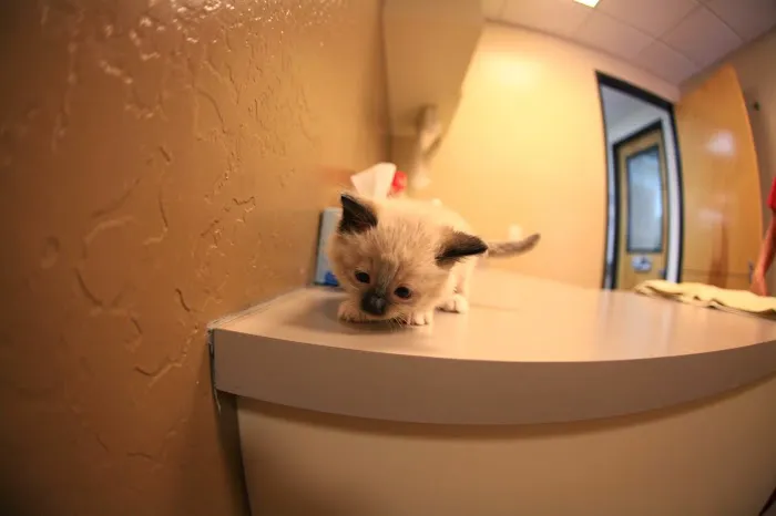Animal Hospital at Grayhawk Picture 3