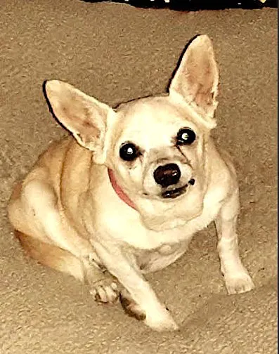 Scottsdale Veterinary Specialty and Emergency Center Picture 10