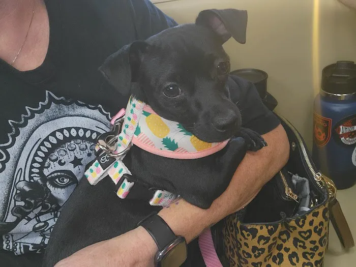 Scottsdale Veterinary Specialty and Emergency Center Picture 9