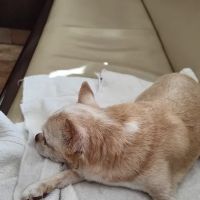 Scottsdale Veterinary Specialty and Emergency Center ico