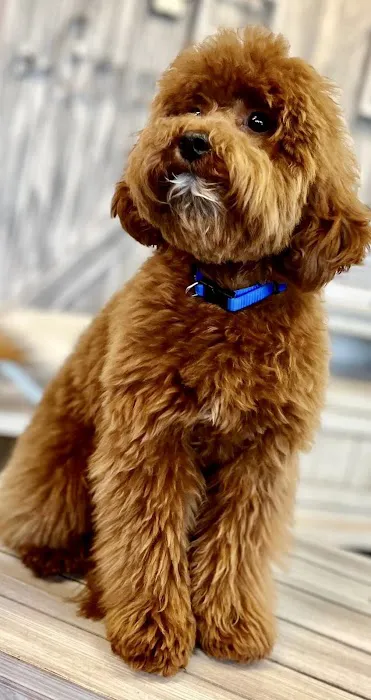 BluePearl Pet Hospital Picture 4