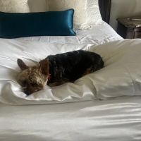 BluePearl Pet Hospital ico