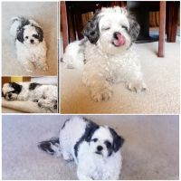 Eye Care for Animals - North Scottsdale ico
