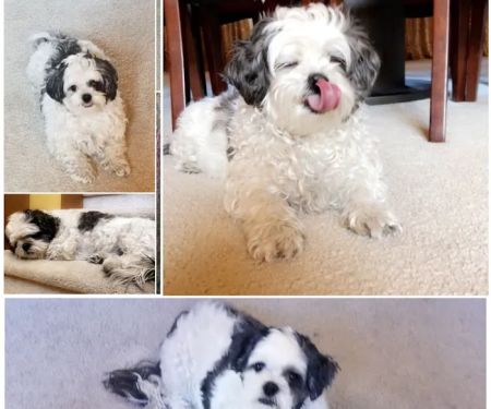 Eye Care for Animals - North Scottsdale